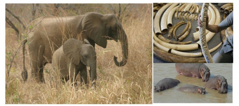Togo : Environnement Les hippopotames et éléphants en voie d’extinction au Togo, le tourisme en pâti