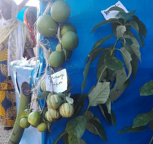 #JMA2017: une sécurité alimentaire favorable à tous pour promouvoir le développement