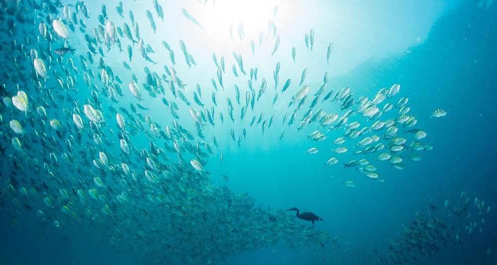 L’oxygène disparaît des océans à une vitesse alarmante