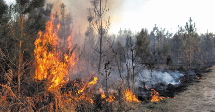 ﻿Environnement : Des forêts parties en fumée dans certaines localités de Mamou
