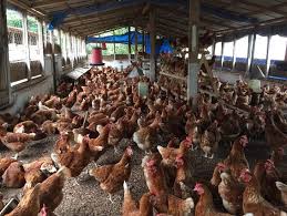 Guinée/Covid-19 : Cri d’alarme des aviculteurs, ce responsable plaide pour leur cause
