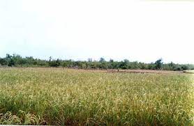 Plaines rizicoles de Monchon : Les agriculteurs préoccupés par l’aménagement de l’espace