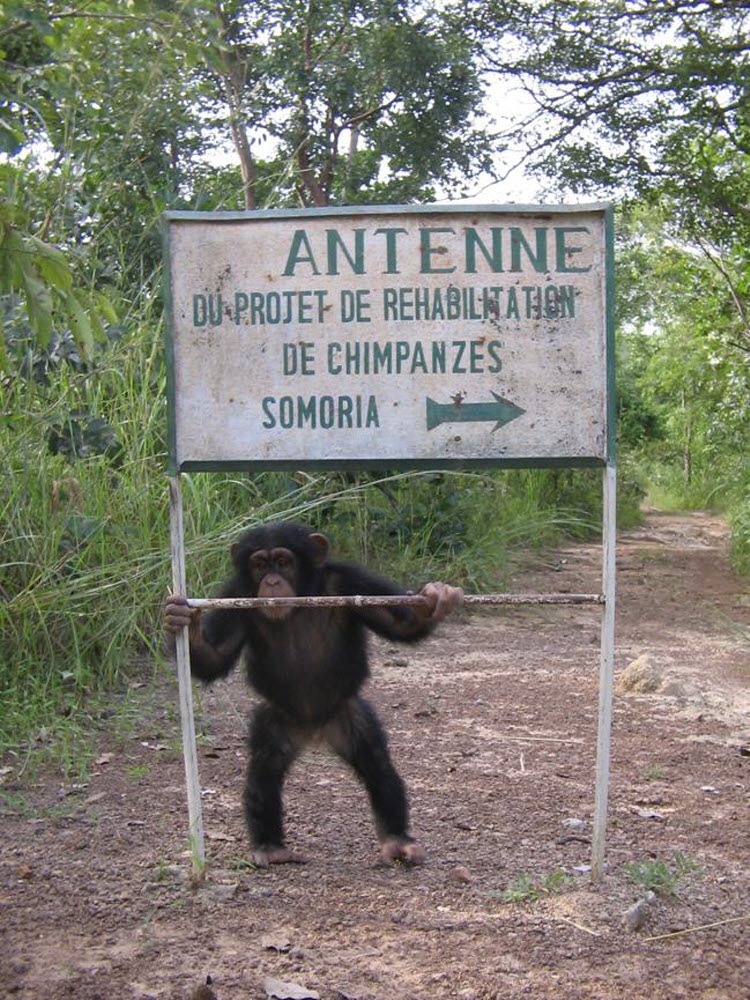 ﻿Préservation des chimpanzés : les autorités ouest-africaines envisagent des mesures d’urgence